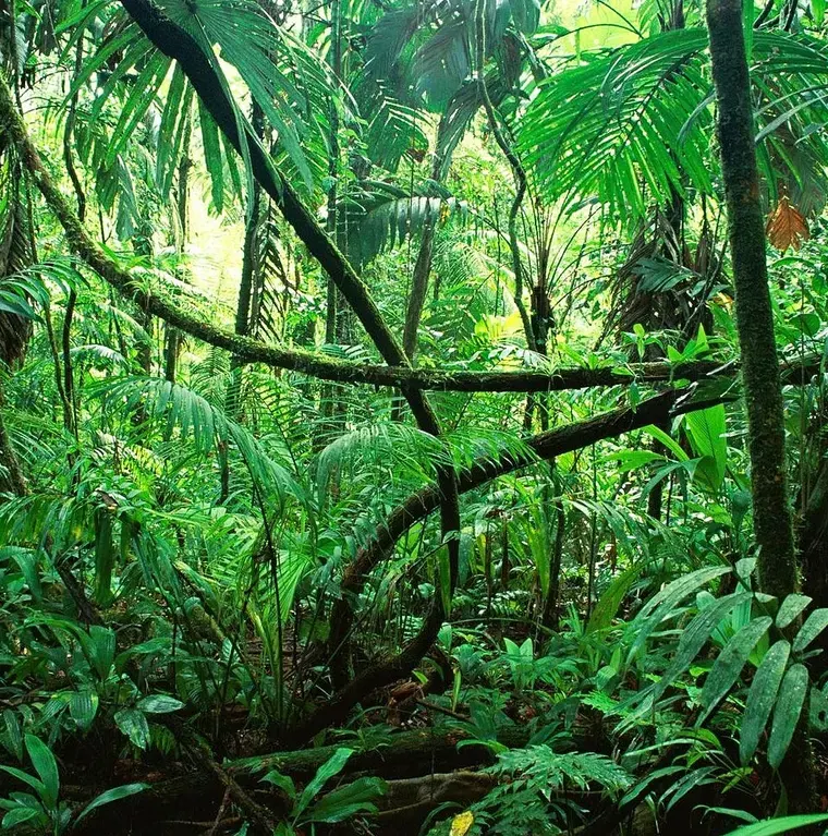 Chiapas rainforest